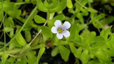 BACOPA MONNIERI