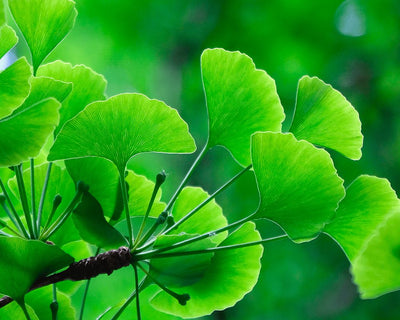 GINKO BILOBA